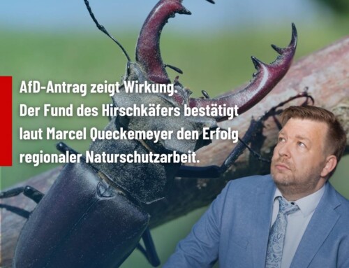 Hirschkäfer-Fund in Nortrup zeigt Bedeutung lokaler Naturschutzarbeit – Queckemeyer begrüßt Entwicklung und erinnert an einstimmigen AfD-Antrag in Bippen